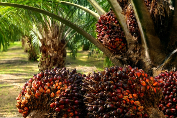 The Oil Palm Opportunity in Nigeria: What the Numbers Actually Say in 2026